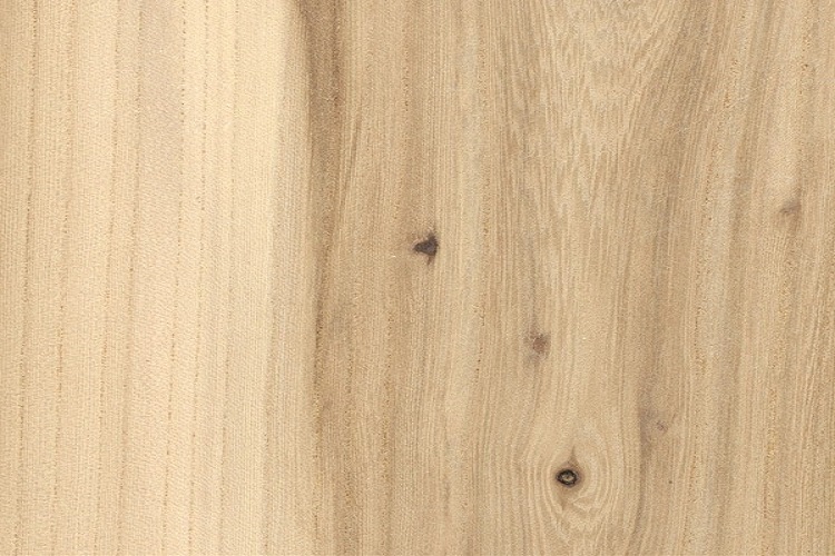 american-elm